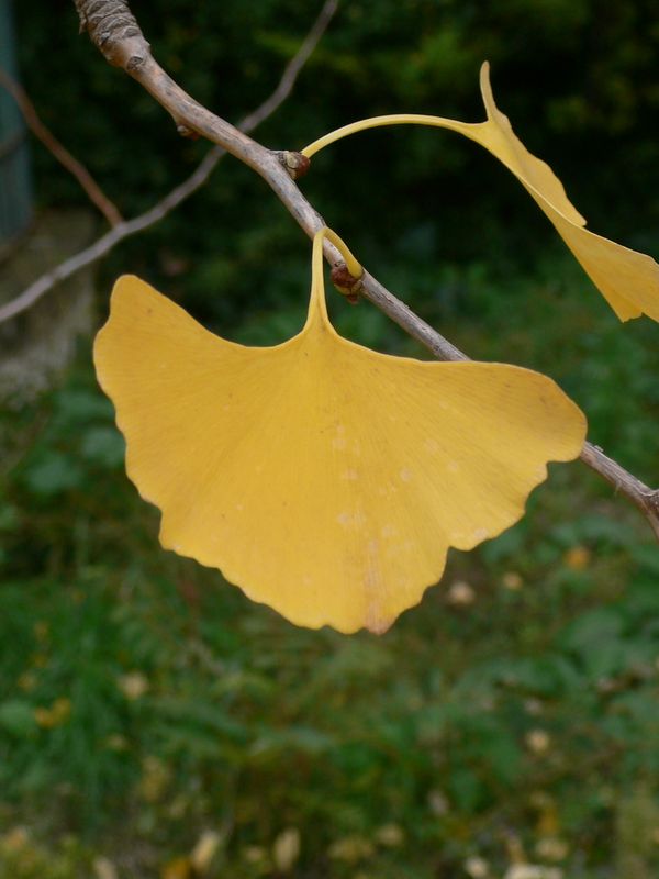 Ginkgo biloba Photo