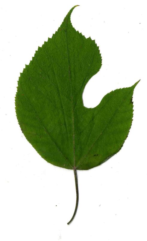 Broussonetia papyrifera Scan