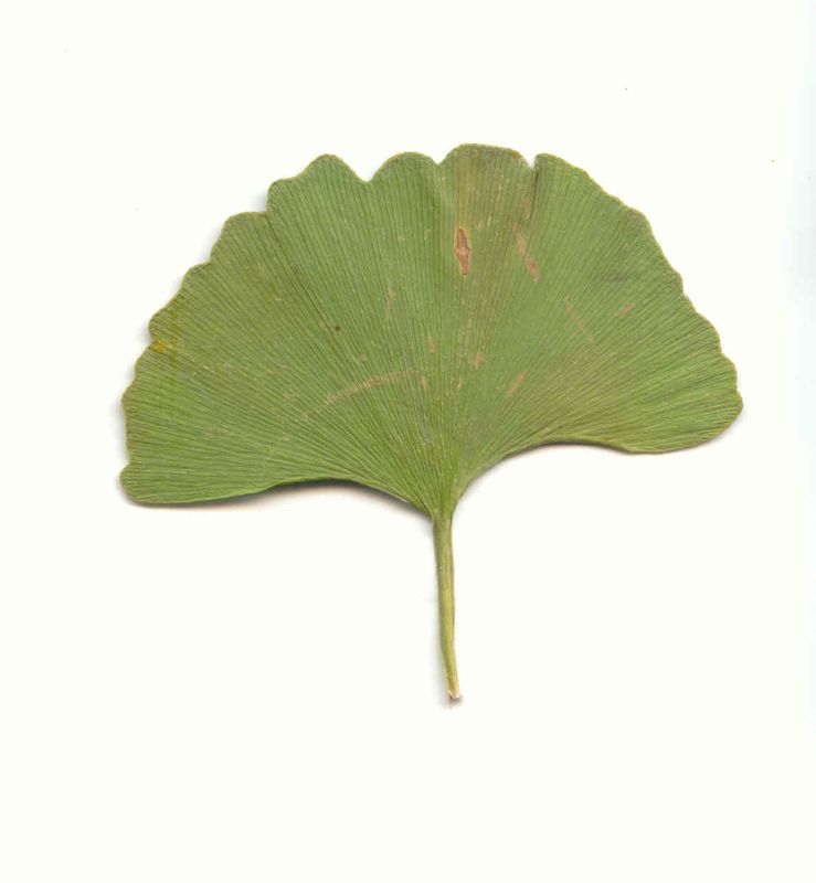 Ginkgo biloba Scan