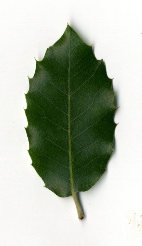 Ilex aquifolium Scan