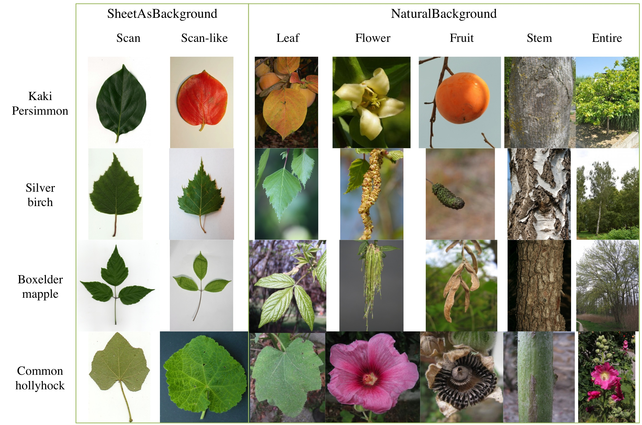 Common garden plants identification