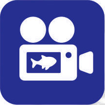logofish