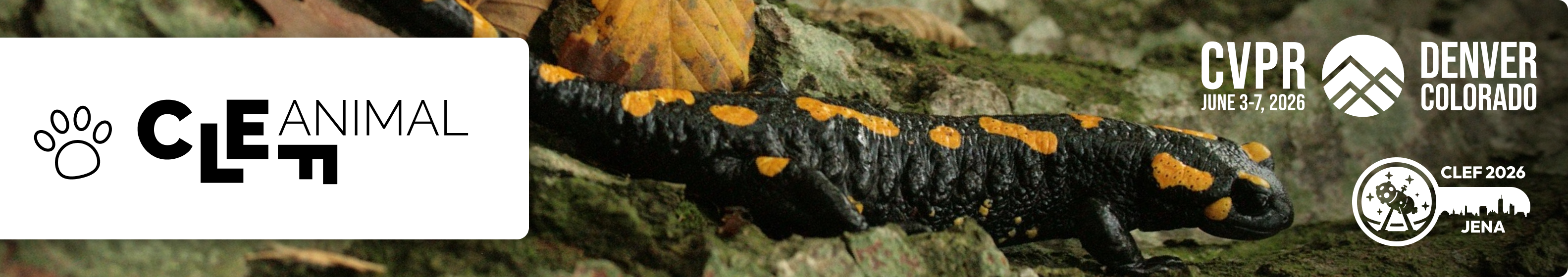 AnimalCLEF
